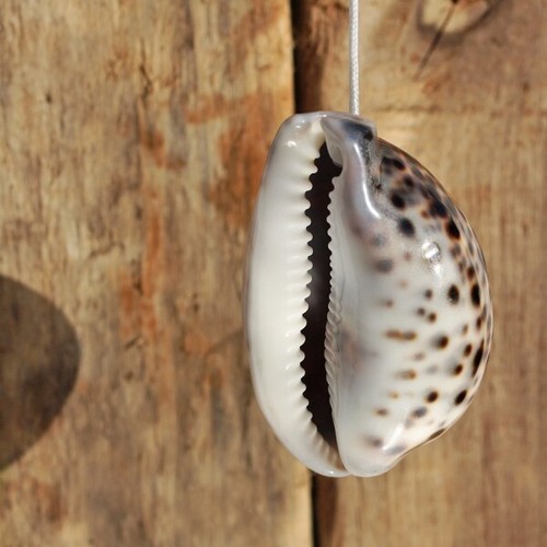 Natural tiger cowrie - natural,