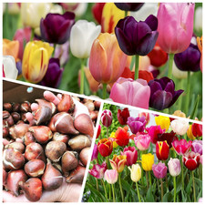 Tulip Bulbs 100 mixed 'TRIUMPH TULIPS' Spring Flowering Garden Perennials Plants