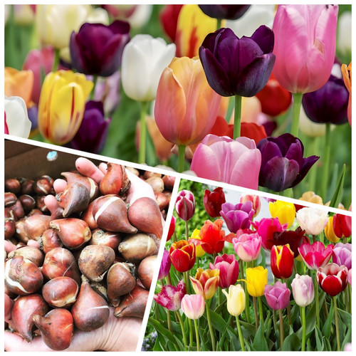Tulip bulbs 100 mixed triumph - bulbs, 'triumph