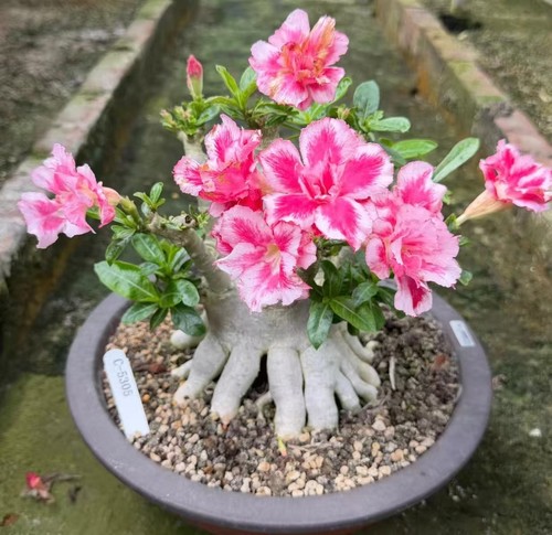 Adenium obesum wysiwyg garden - adenium,