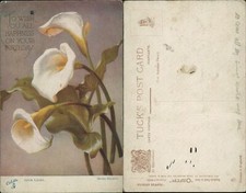 Arum Lilies Bertha Maguire