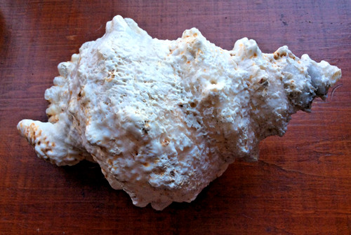 Large conch shell natural - conch, –