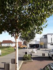 Young 5ft-ish Silver WHITE