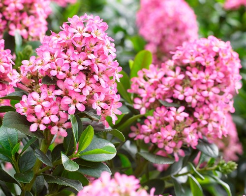 Escallonia pink elle - escallonia,