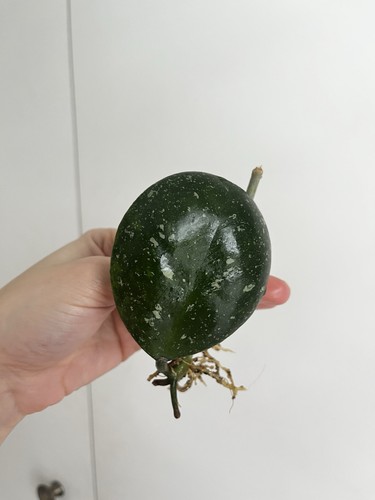Hoya obovata splash - obovata,