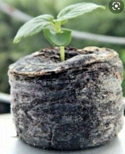 Coco coir discs compost - 50,