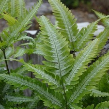Pteris Quadriaurita Silver