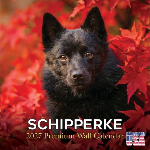 Schipperke 2027 wall - schipperke,