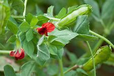 ASPARAGUS PEA 150 FINEST SEEDS