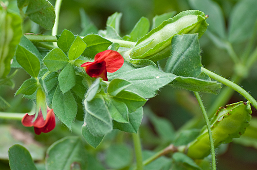 Asparagus pea 150 finest seeds - finest,
