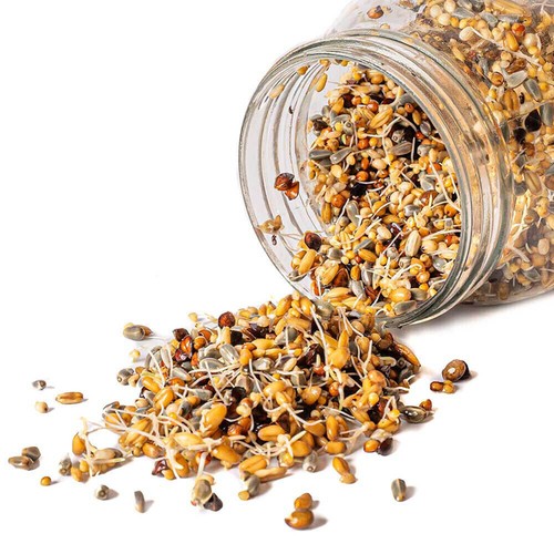 Healthy parrot food - parrot, quick