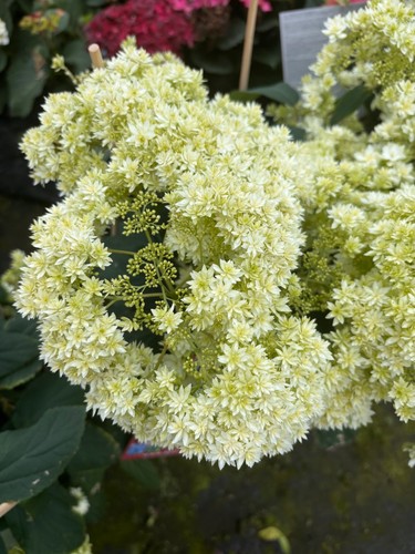 Hydrangea arborescens hayes - hydrangea,