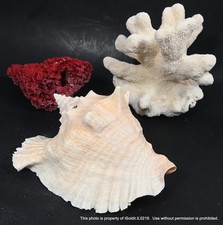 Lot vintage pieces natural - 3,
