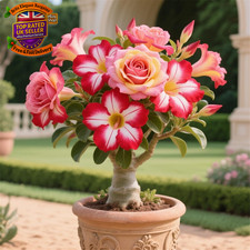 Desert Rose Bulbs