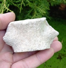 Fossil plesiosaur vertebrae - plesiosaur,