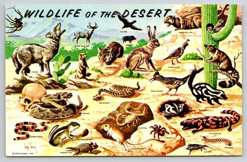 Wild life southwestern - wild,