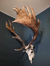 HUGE AND HEAVY Stag skull with