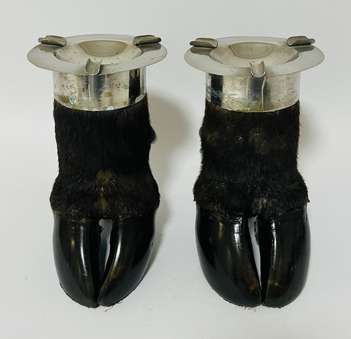 Pair antique taxidermy - pair,
