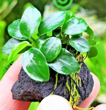 Live Aquarium Aquatic Plants ANUBIAS NANA PETITE on NANO Lava Rock shrimp safe