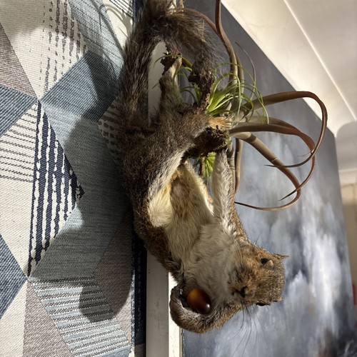 Cheeky squirrel roadkill - cheeky,