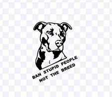 XL American Bully Pitbull Dog