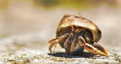 Hermit crab shells xx small - hermit,