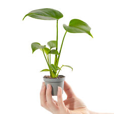 Baby Swiss Cheese Plant Monstera Deliciosa Small Indoor Houseplant in 6cm Pot