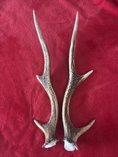 PAIR OF SIKA DEER ANTLERS