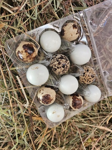 Fresh quail eating eggs - quail,