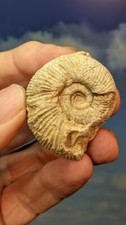 Jurassic Ammonite