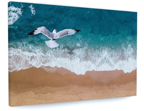 Seagull bird beach sea waves - sea,
