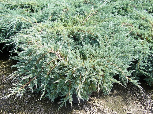 Juniperus squamata blue carpet - squamata,