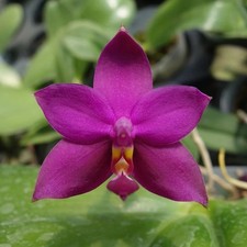 NEW Phalaenopsis violacea -