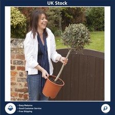 Elegant Hardy Patio Olive