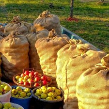 Jute Hessian Sacks Bags 25kg