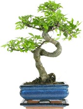 The Bonsai Plants Real Live