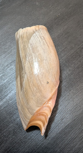 Cymbium volute shell - cymbium,
