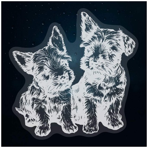 Scottish terrier puppies - terrier, puppies'