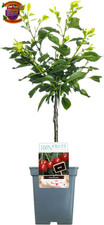 Patio Fruit Tree Collection |