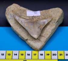 STUNNING 3" MEGALODON SHARK