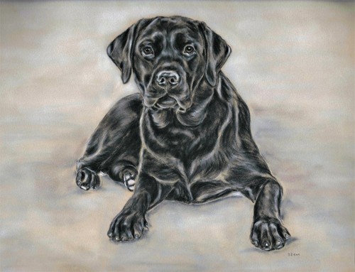 Black labrador retriever dog - black,