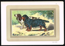 Black cocker spaniel - cocker, (black