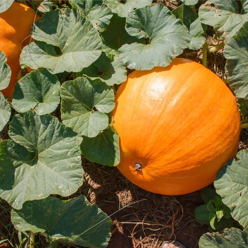 Giant pumpkin plug plants - 4x,