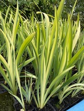 Iris pseudacorus variegata - pseudacorus,