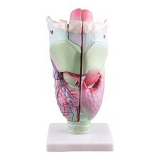 Human Larynx Anatomy Model