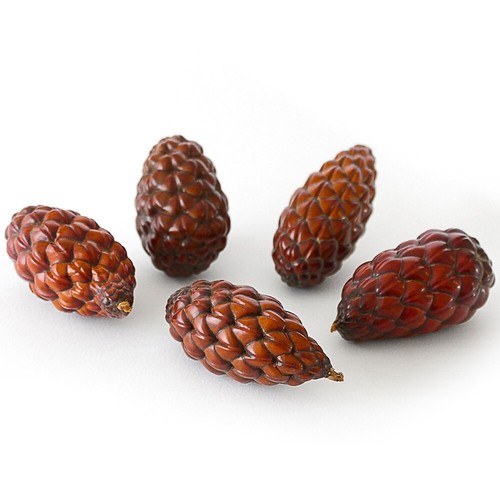 Natural pine cones thika - pine, cones,