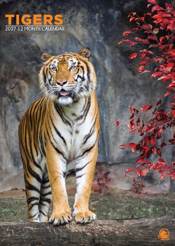 Tigers calendar 2027 cc - a3,
