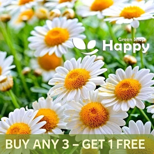 Herb roman chamomile - roman,