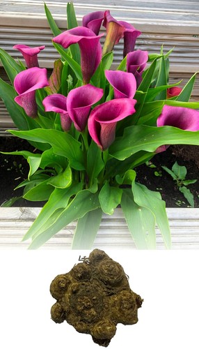 Zantedeschia purple heart - zantedeschia,
