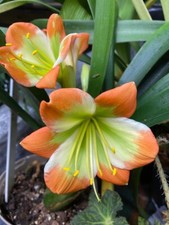 Clivia miniata Cameo
